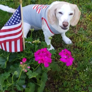 Blond beagle Happy by flag