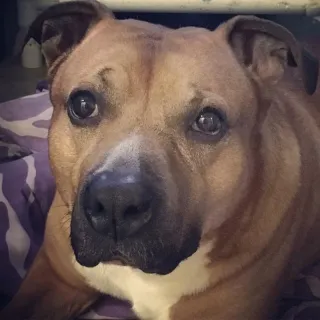 Brown dog with white chest sitting on blanket and looking at camera.