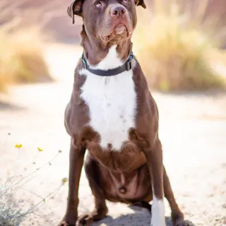 Dog in desert