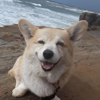 Goober on beach