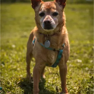 Small tan dog standing on grass