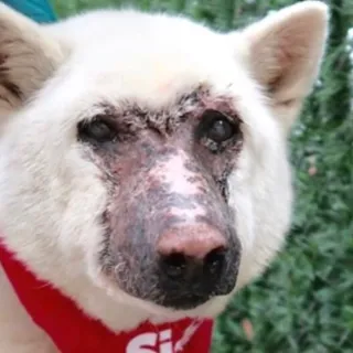 White Korean Jindo with hair missing around muzzle.