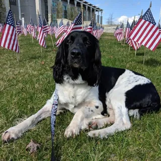 Black and white English Springer Spaniel