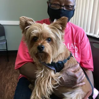 Yorkie dog close-up