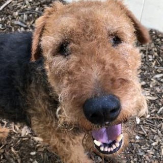 Close up of Airedale Terrier