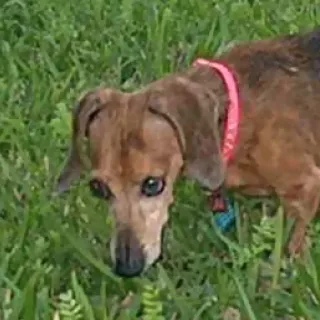 Sweet Pea Playing in the Grass