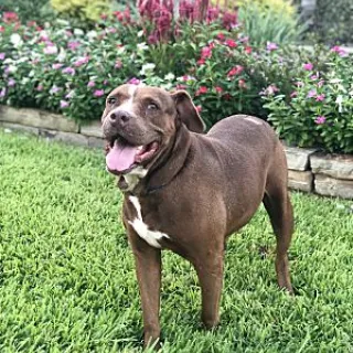 Chocolate pit bull Baylee