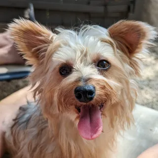 yorkie