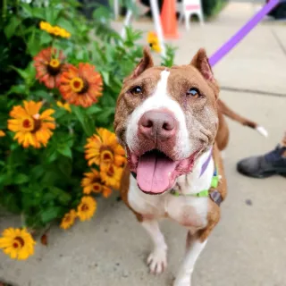 Brown and white Cleo in front of flowers