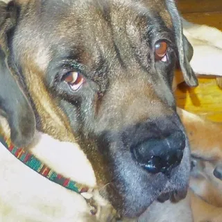 Max, the Mastiff, now deceased