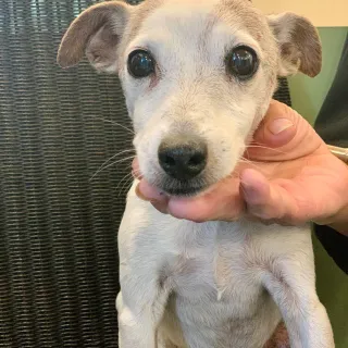 white dog facing camera