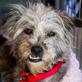Light grey terrier dog with underbite