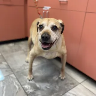 tan dog smiling