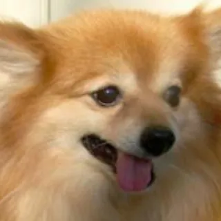 Hope, a Pomeranian