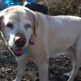 Jane, a Golden Retriever, now deceased