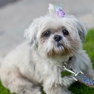 Lollie, the Shih Tzu, now deceased