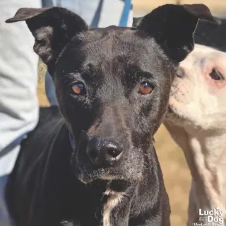 Black lab mix Paris