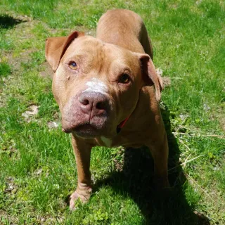 Brown pit bull Peanut