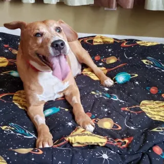 Phillip on dog bed