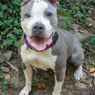 smiling pit bull