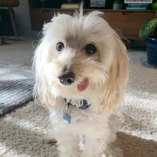 scruffy white pup