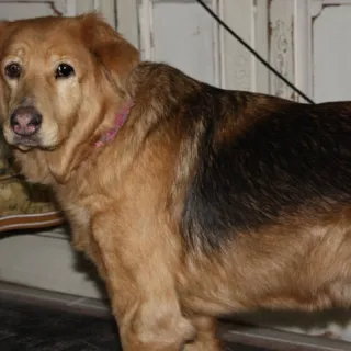 Reggie, a Golden Retriever mix