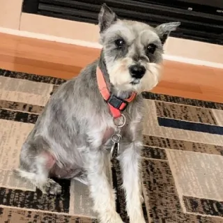 Miniature Schnauzer Reni