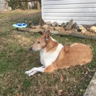 Brown and white collie mix Ridge