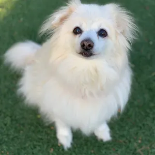 fluffy white pomeranian smiling