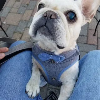 French Bulldog Sammie