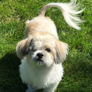 Close up of white and brown Shih Tzu with one eye