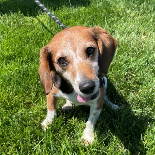 beagle in the grass