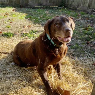 black lab