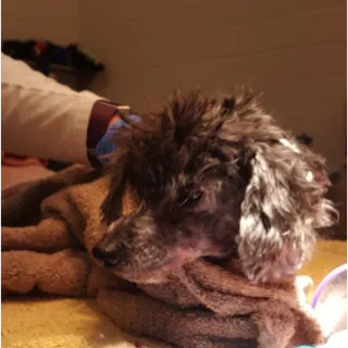 Small black and grey dog wrapped in a towel.