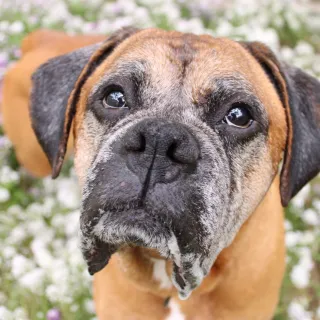 Boxer close up