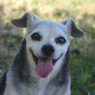 Small black and grey dog sitting on a blue blanket.