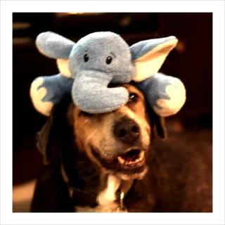 Abby and her wooby, a stuffed elephant, on her head