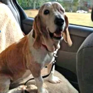 Belle, a hound dog, aided by Grey Muzzle in 2012