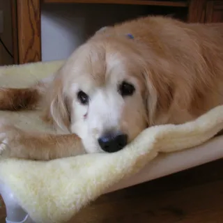 Sampson looking relaxed as he rests on his donated Kuranda bed with fleece pad