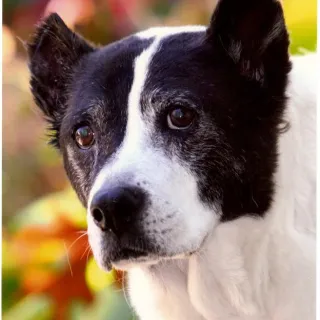 Sassy, a dog helped by Grey Muzzle