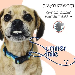 Puggle Dozer for the Summer Smile Campaign