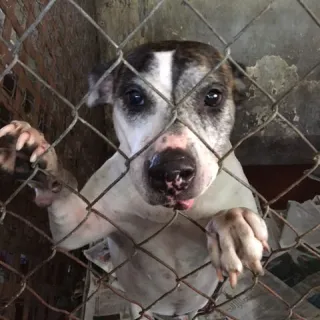 Stacey in her kennel