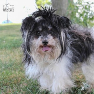 Black & white long haired dog standing on grass with mouth open