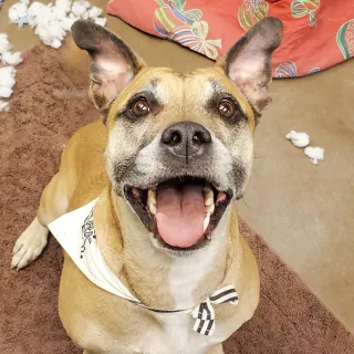 pit bull mix making eye contact