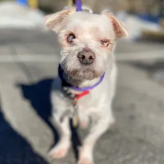 Little white dog Alfred