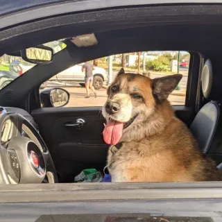 Shepherd mix Angie in the car