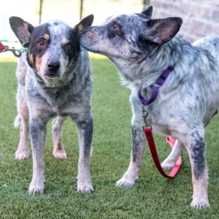 2 cattle dogs