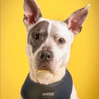 white pit bull terrier with yellow background