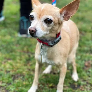 tan deer-headed chihuahua