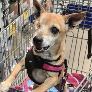 dog with one eye in shopping cart